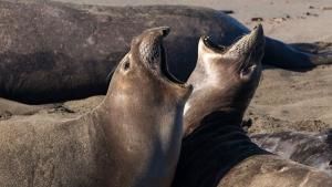 Animal Battles photo