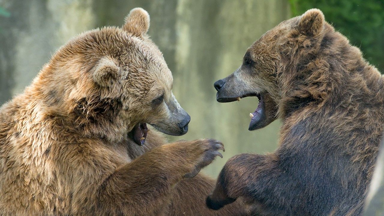 Show animal. Два медведя дерутся. Бойцовский клуб для животных 2016. Два медведя вместе.