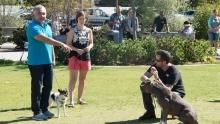Therapy for Dogs show