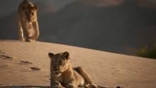 Vanishing King: Desert Lions Of Namib show
