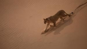 Vanishing King: Desert Lions Of Namib photo