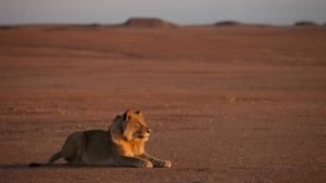 الملك المتلاشي: أسود صحراء ناميب صورة