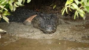 Big Crocs photo