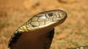 King Cobra Close-up Photos - Search For King Cobra - National 