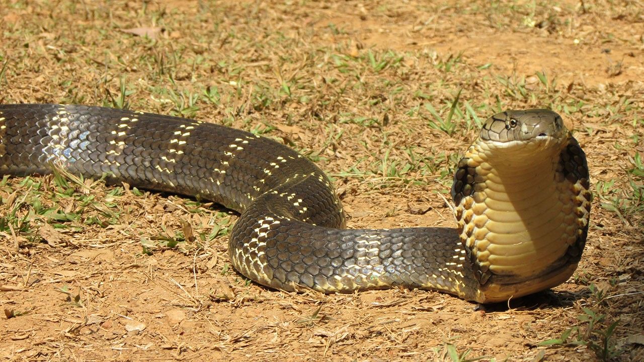 King Cobra Close-up Photos - Search for King Cobra - National ...