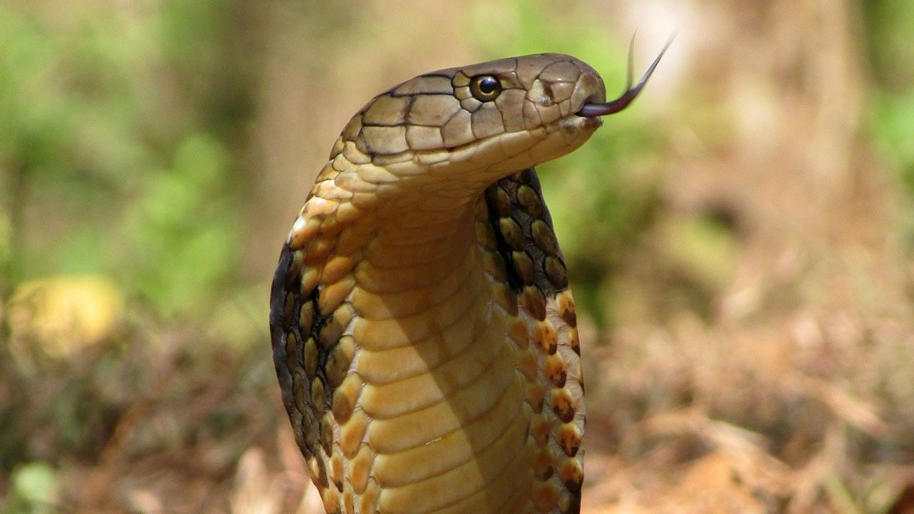 King Cobra Close-up Photos - Search for King Cobra - National ...