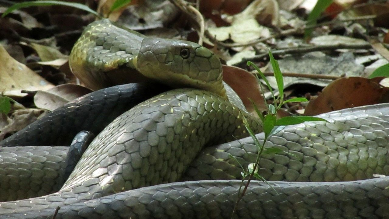 King Cobra Close-up Photos - Search for King Cobra - National ...