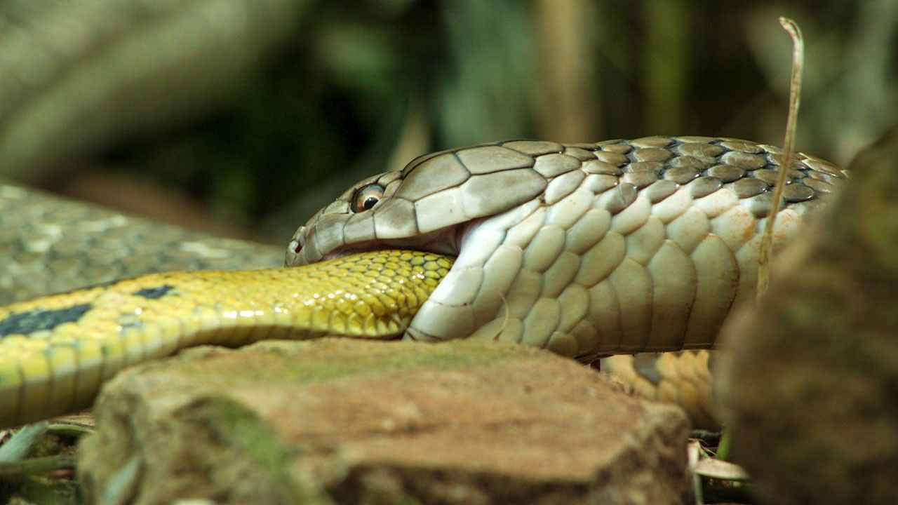 Clever Trappers Photos - Incredible Gulpers - National Geographic ...