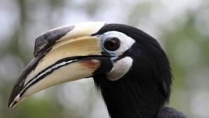 Heart of Borneo photo