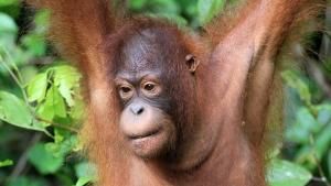 Heart of Borneo photo