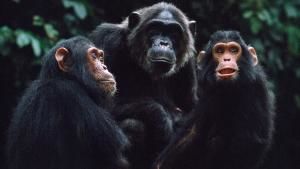 Kingdom of The Apes photo