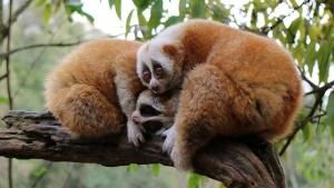 Amazing Species photo