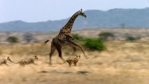Reserves of Tanzania photo