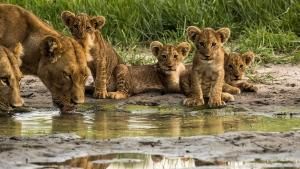 Botswana Wildlife 照片