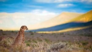 Majestic Cheetah photo