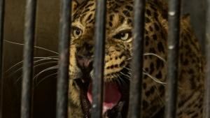 Leopards At The Door photo
