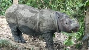 Operation Sumatran Rhino photo