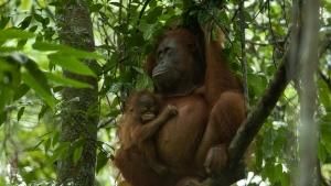Orangutan On The Edge photo