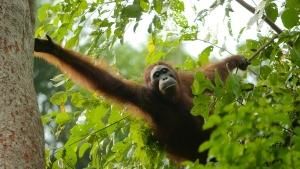 Orangutan On The Edge photo