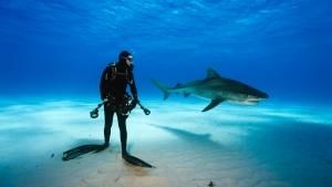 Sharks Under Attack photo