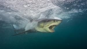 Sharks Under Attack photo