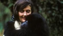 Dian Fossey’s Legacy show