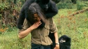 Dian Fossey’s Legacy photo