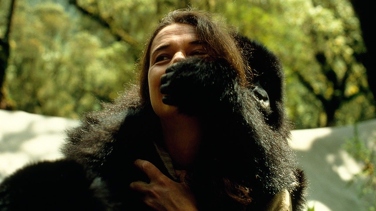 Spotlight 11 dian fossey презентация