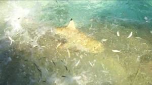 هجوم أسماك القرش صورة