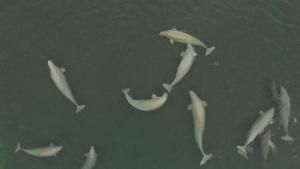 Call of The Baby Beluga photo