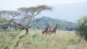 Walking With Giraffes photo