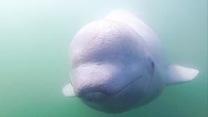 نداء صغير الحوت الأبيض صورة
