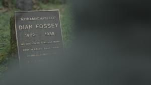 Dian Fossey: Secrets in the Mist photo