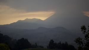 Dian Fossey: Secrets in the Mist photo