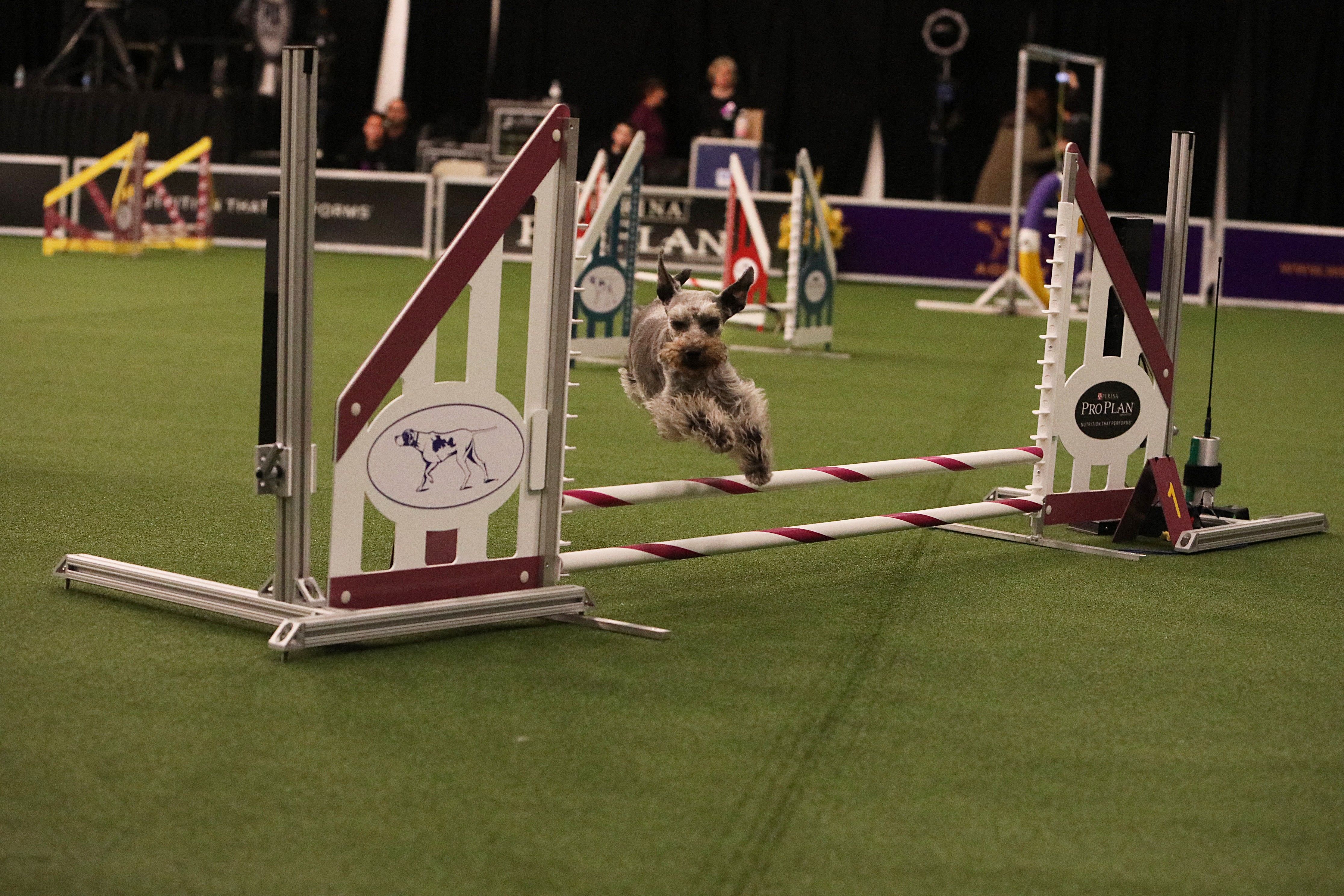 Agility action at Westminster Kennel Club Dog Show Photos [do_not
