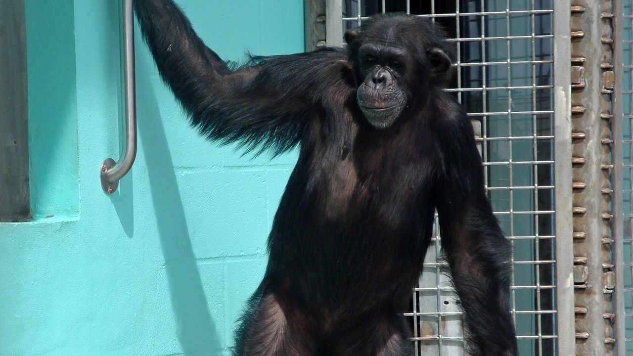 Chimps in Captivity Photos - American Chimpanzee - National Geographic