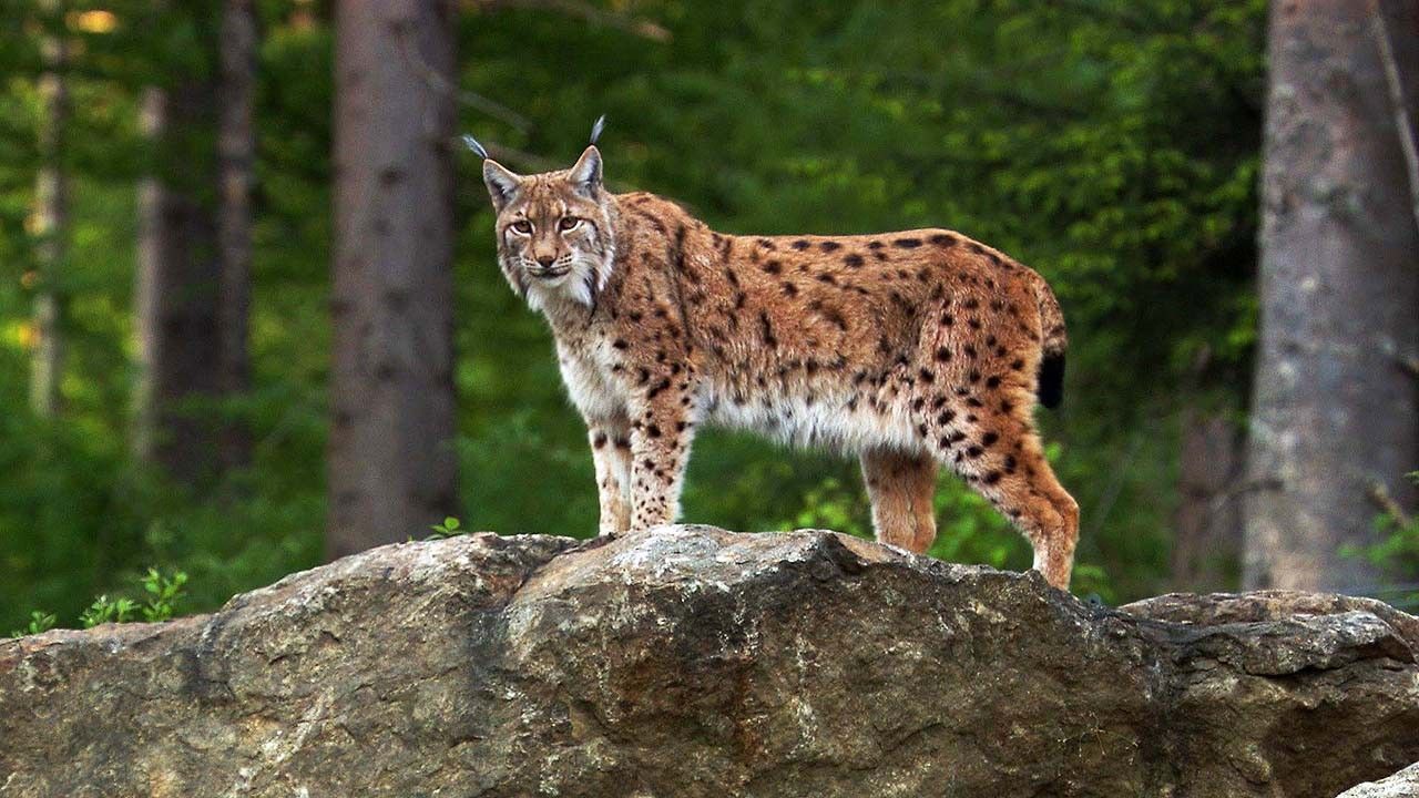 The Smaller Felines Photos - Wild Little Cats - National Geographic 