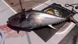 سمكة التونة العنيدة صورة