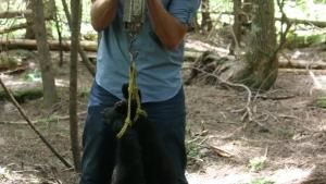 The Black Bear Catcher photo