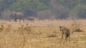 Africa's Hunters photo