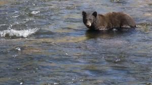 Alaska: Grizzly Paradise photo