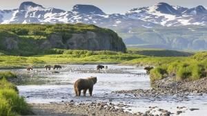 Alaska: Grizzly Paradise photo