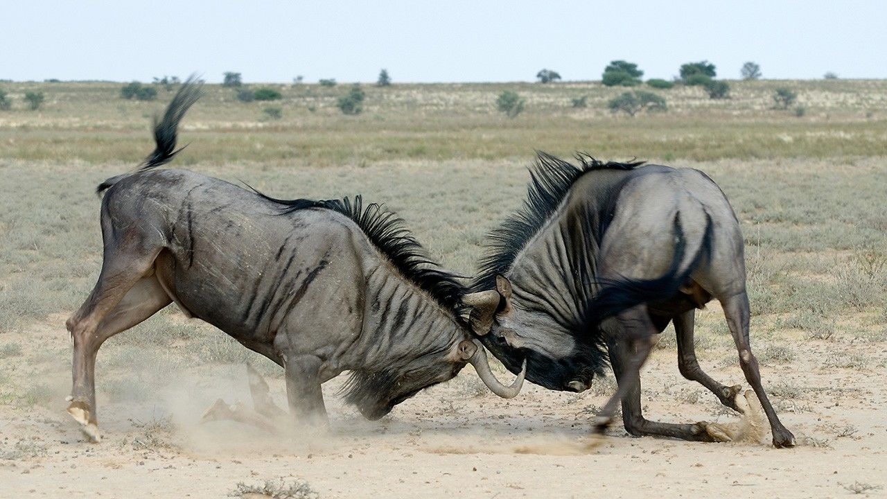 savage-animal-struggles-photos-animal-fight-club-compilations-national-geographic-channel-asia