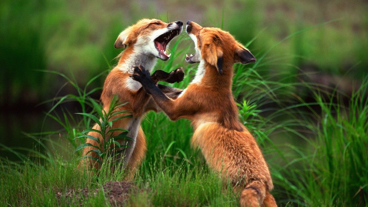 savage-animal-struggles-photos-animal-fight-club-compilations-national-geographic-channel-asia