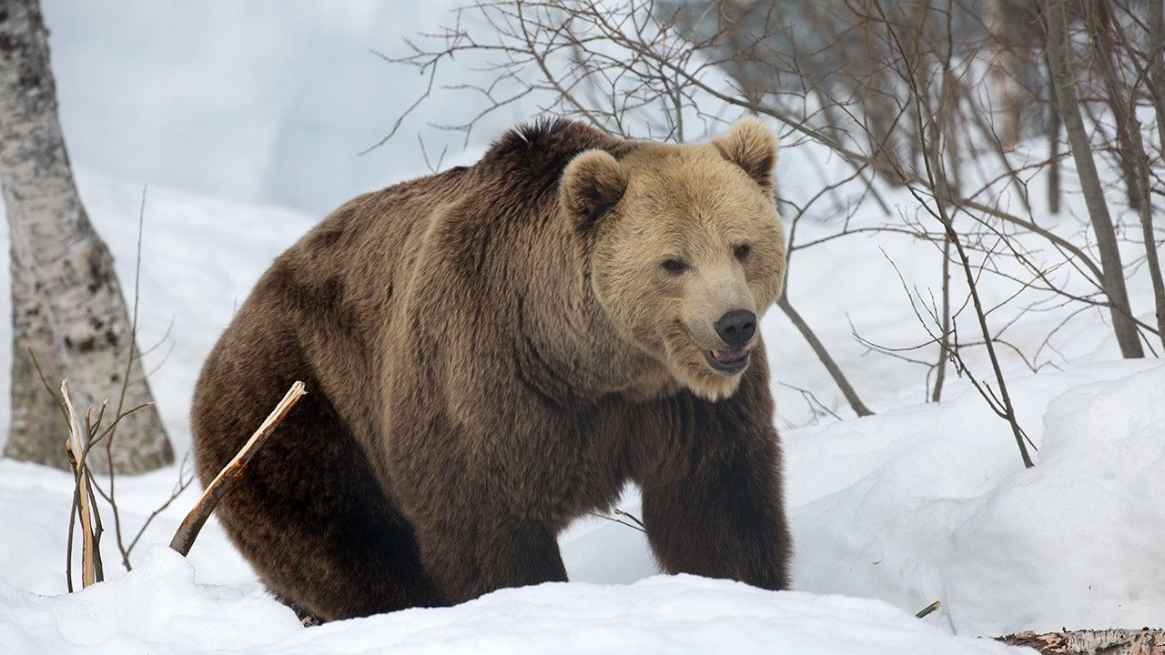 A Battle For Survival Photos Wolf Vs Bear National Geographic