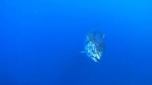 Bluefin Catch photo