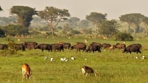 Uganda's Wildlife photo