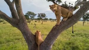 Amazing Lions photo