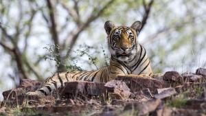 Queen Tigers photo