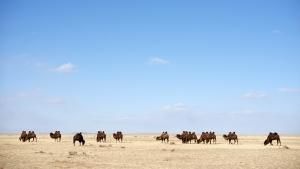 منغوليا البرية: مقتطفات صورة